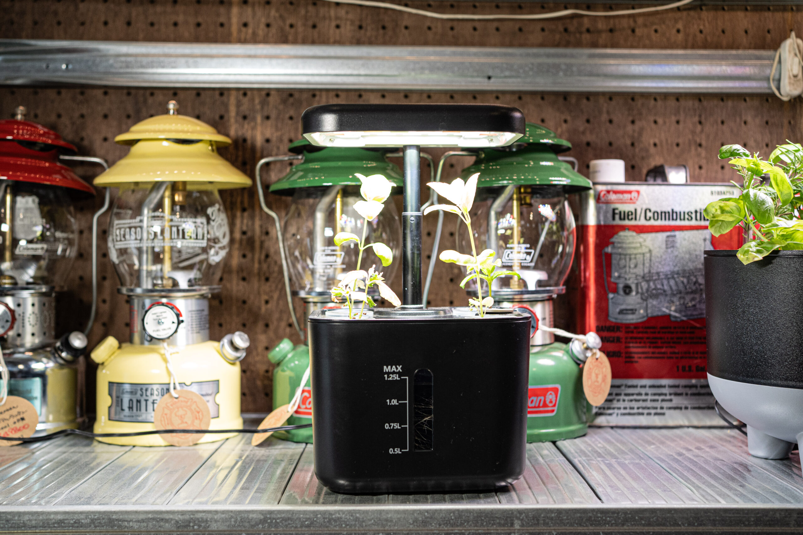 水耕栽培に向いている植物・向かない植物——始める前に知っておきたいこと
