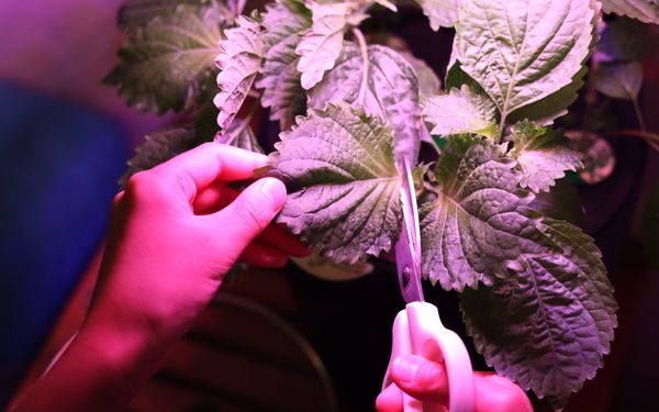 水耕栽培に向いている植物・向かない植物——始める前に知っておきたいこと